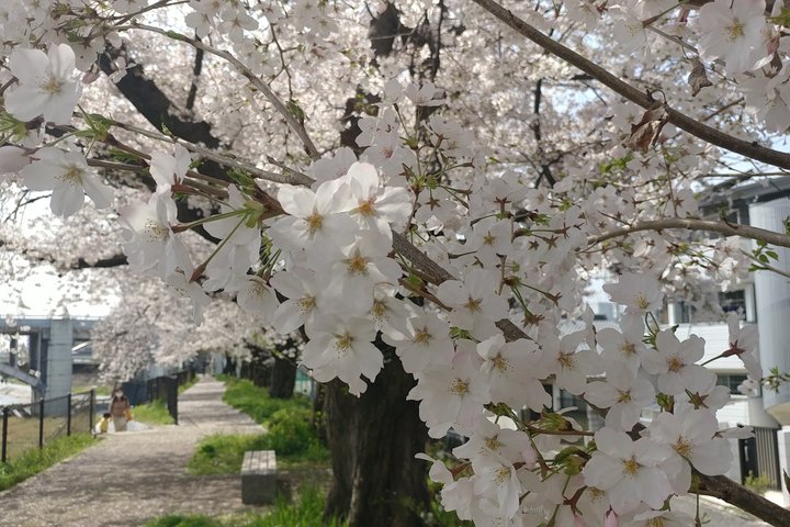 White cherry blossoms hanging over a paved path beside a canal