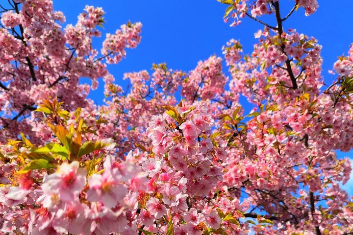 Kyoto Hidden Local Cherry Blossom Spot and Zen Garden