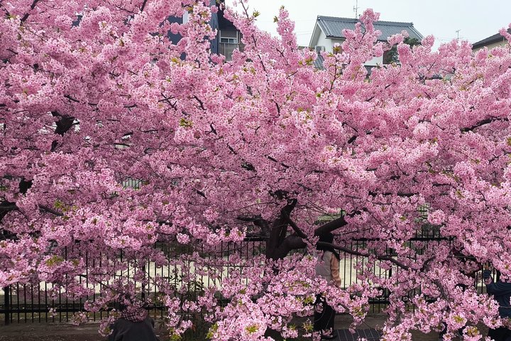 Deep pink cherry tree in full bloom, with houses behind a dark fence