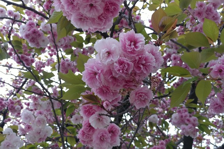 Clusters of double pink cherry blossoms with many petals on each flower