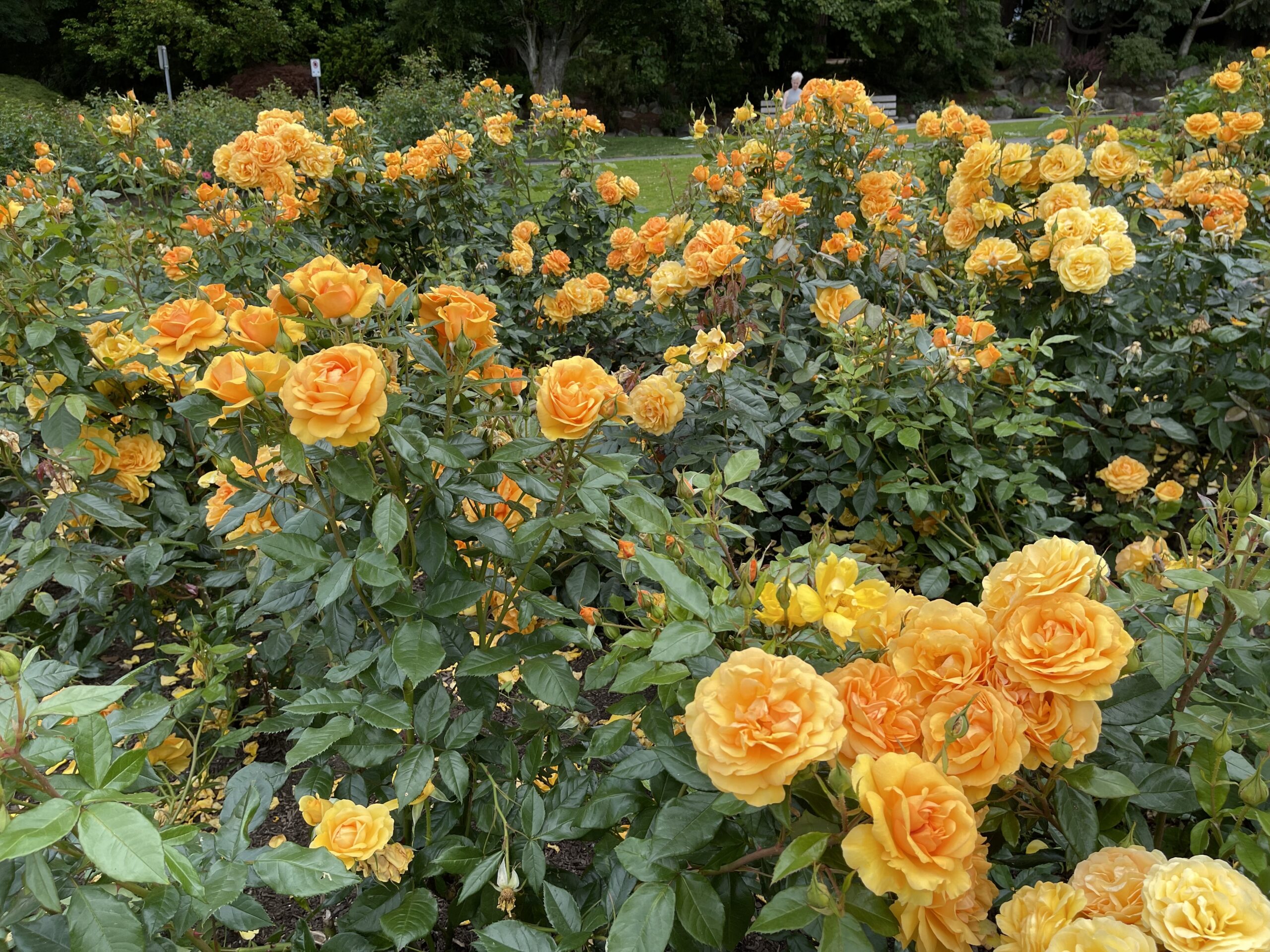 Yellow roses in the Stanley Park rose garden