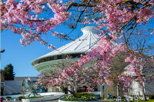 Vancouver Aquarium building behind cherry blossoms