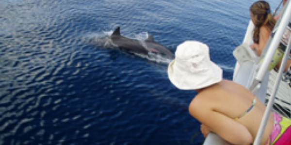 dolphins in tahiti