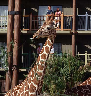 Disney-World Animal Kingdom Lodge