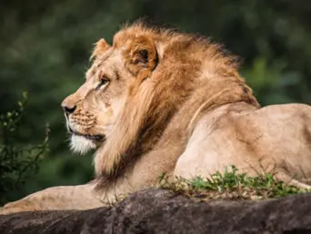 disney animal kingdom lion king