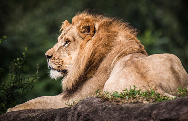 disney animal kingdom lion king