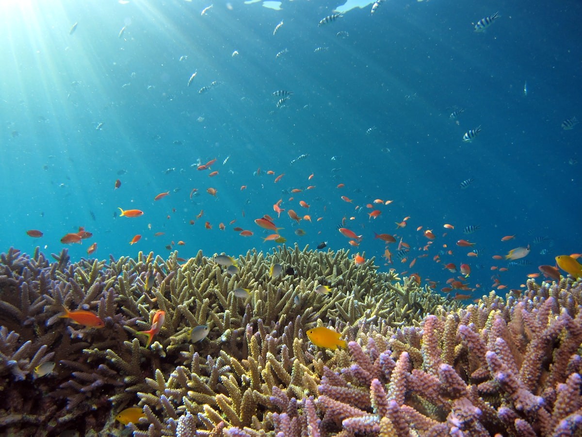 Bora Bora Lagoon Snorkel Excursion with Lunch — Tahiti & French Polynesia