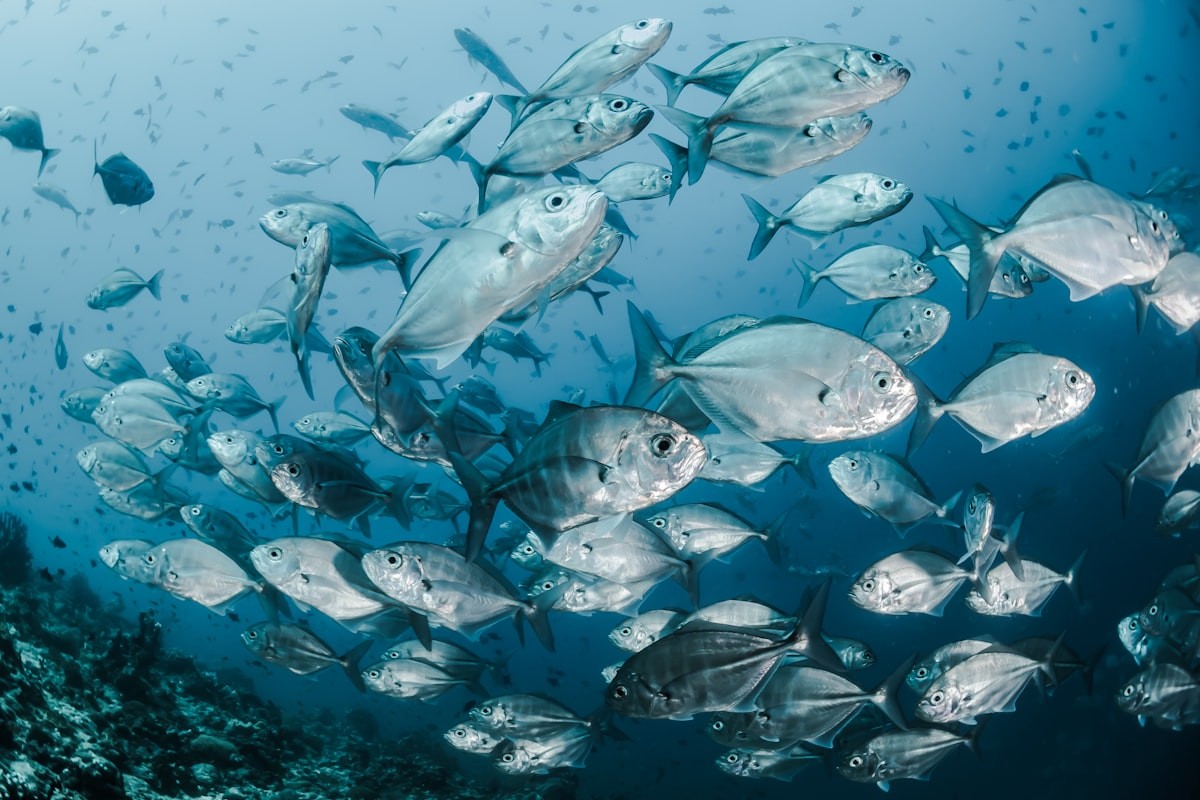 Certified Morning Scuba Diving in Bora Bora — 2 Tank Boat Trip — Tahiti & French Polynesia