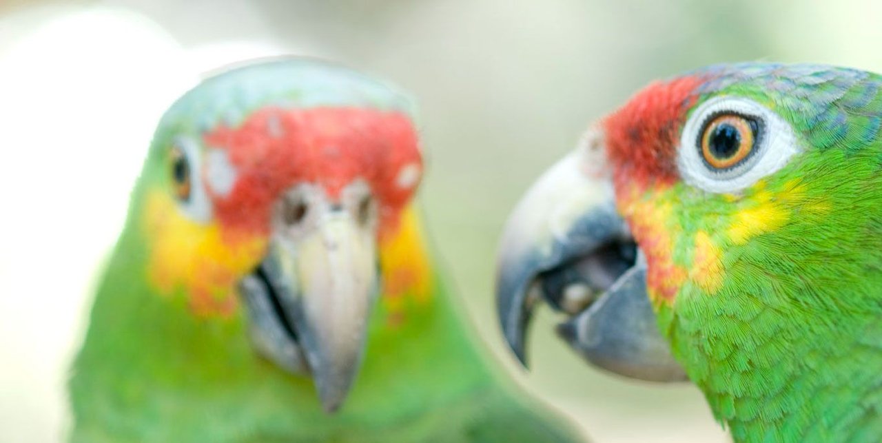 Tropical birds near Bird Canyon bungalows at Playa Escondida