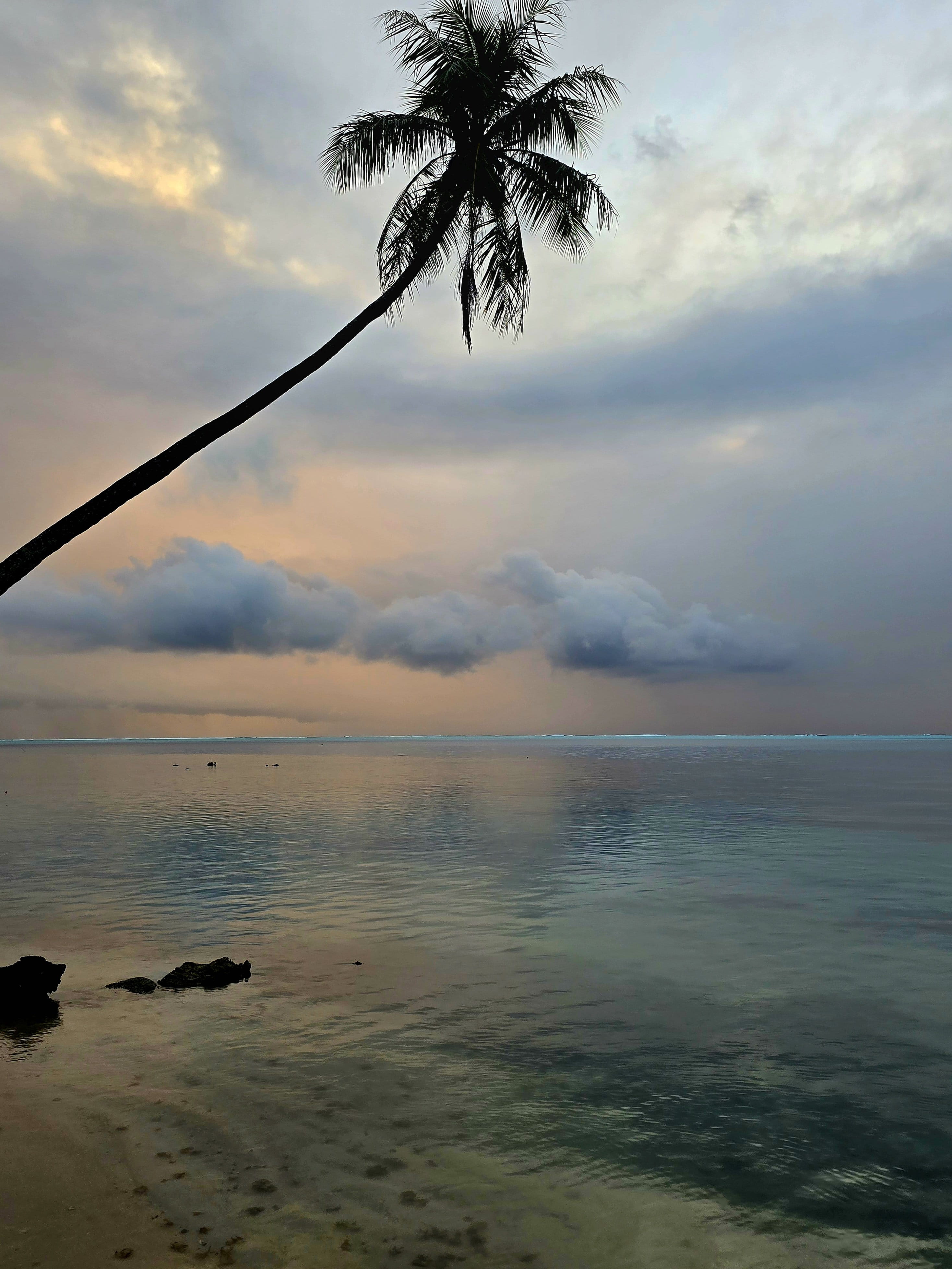 Leaning palm silhouetted over calm water at dusk at Bloody Mary's Hotel Bora Bora