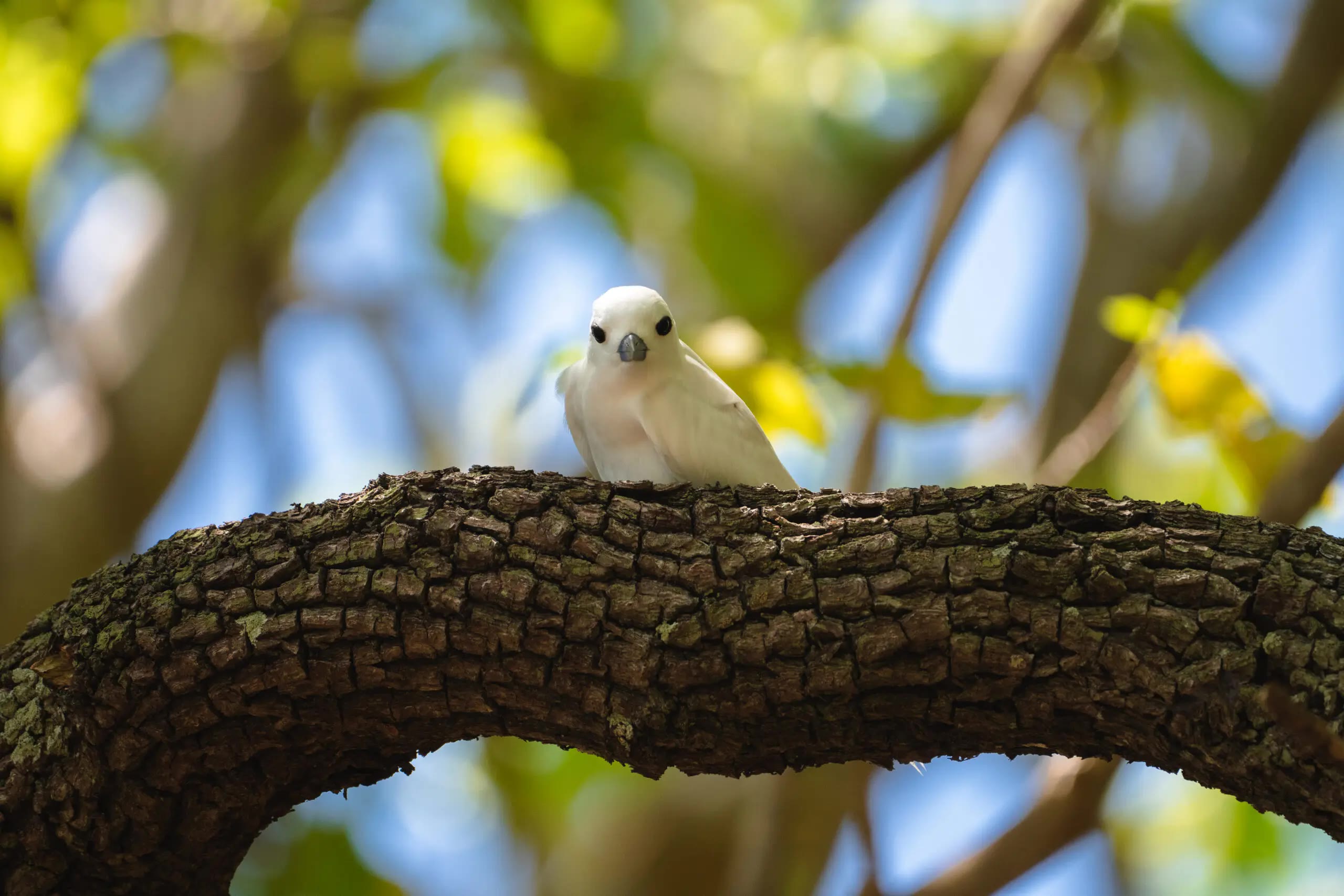 White tern wildlife on Tetiaroa at The Brando